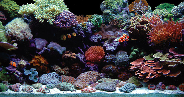 Step-by-Step Guide to Creating a Reef Aquarium