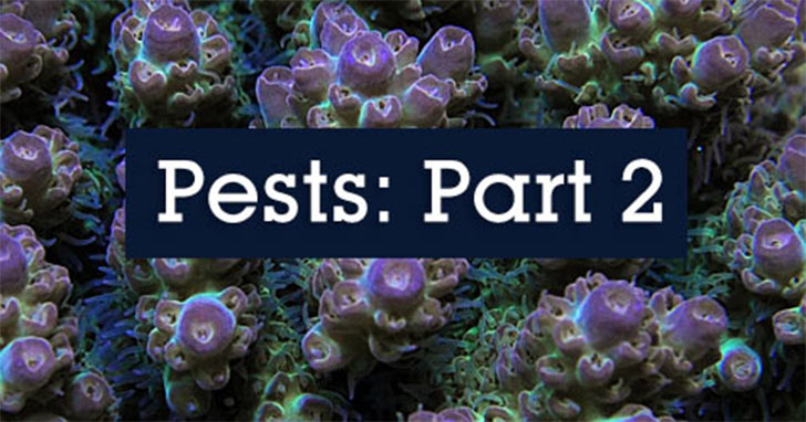 Pests Invading the Reef Aquarium Hobby: Flatworms, Snails & Limpets
