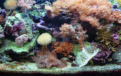 Our reef aquarium after 1 year