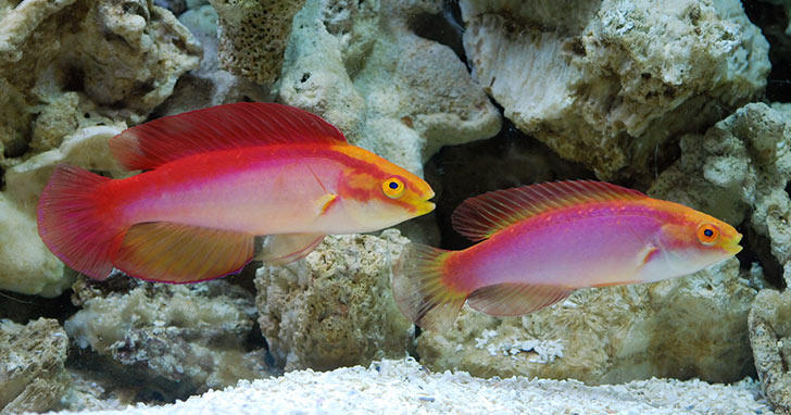 Five Fantastic Foods for your Wrasse