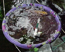 Plastic child's pool used for quarantining pond fish