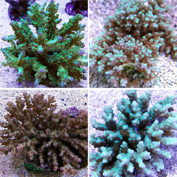 Deepwater Acropora Coral, Green