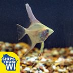 LiveAquaria® Captive-Bred Gold Angelfish Group