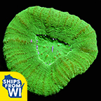 Australian Scolymia Coral, Neon Green