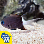 Black & White Chromis Groups of 3 and 6