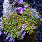 Colony Polyp, Super Colored