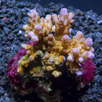  Acropora Coral, Purple