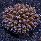  Acropora Coral, Blue