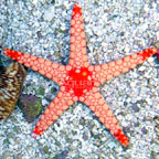 Marble Sea Star