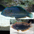 Leopard Wrasse EXPERT ONLY