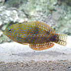 Potter's Leopard Wrasse EXPERT ONLY