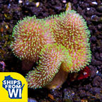 Toadstool Mushroom Leather Coral, Green