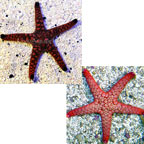 Marble Sea Star, Assorted