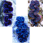 Maxima Clam Blue, Aquacultured
