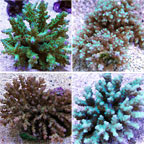 Acropora Coral, Brown