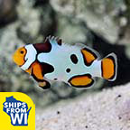 Proaquatix Captive-Bred Premium Picasso Percula Clownfish