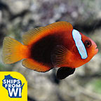 Proaquatix Captive-Bred Cinnamon Clownfish