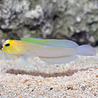 Jawfish, Yellowhead 