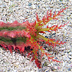 Spiny Sea Cucumber, Green w/Pink & Yellow EXPERT ONLY