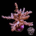 Taro Tree Coral - Aquacultured