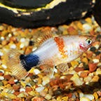 Tiger Mickey Mouse Platy Group