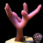 Birdsnest Coral, Pink Thick Branch - Aquacultured