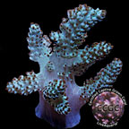Neon Pineapple Tree Coral - Aquacultured