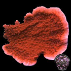 Red Candy Cap Coral - Aquacultured