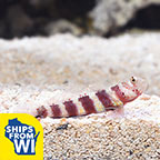 Wheeler's Watchman Goby 