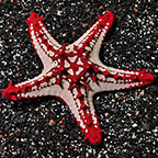 Red Knob Sea Star, African 