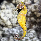 Colored Seahorse - Tank-Bred