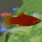 Assorted Platy Group