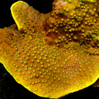 Cup Coral, Turbinaria