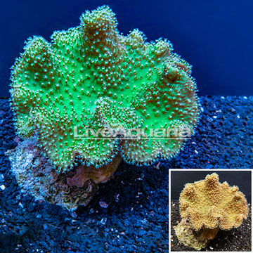 Toadstool Mushroom Leather Coral Australia