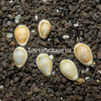 Gold Ring Cowrie, 6 Lot (click for more detail)