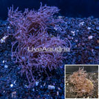 Waving Hand Coral Indonesia  (click for more detail)