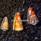 Halloween Hermit Crab,Trio (click for more detail)