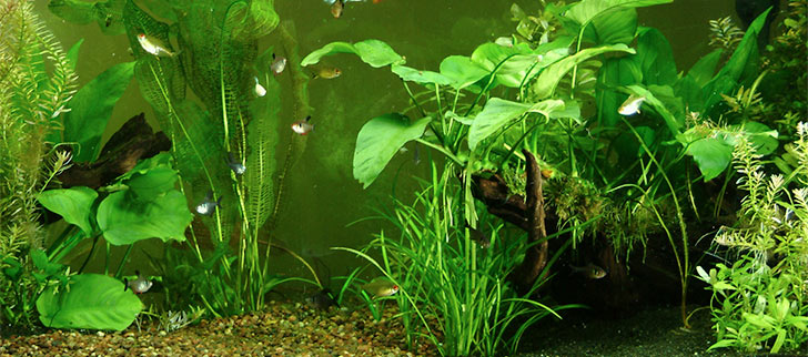 Caring for Your Live Plant Aquarium