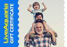 Parent Day Gift Certificate