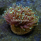 Maricultured Corals