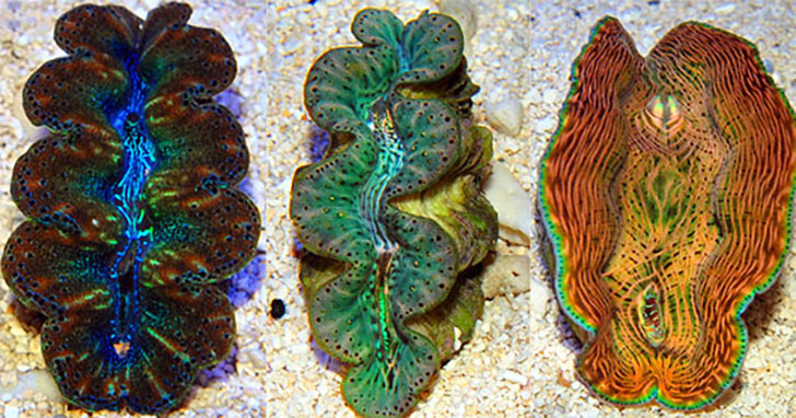giant clams for sale