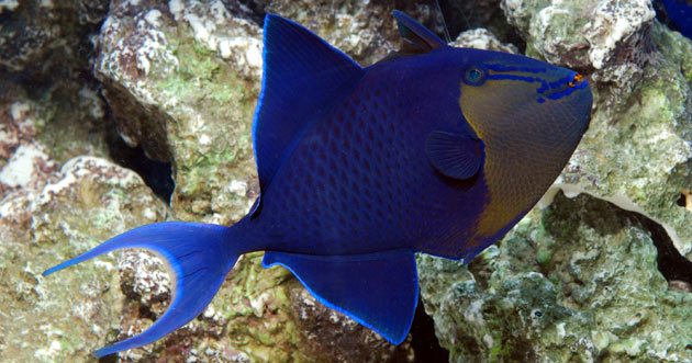 fish only fowlr or