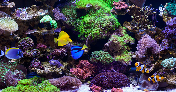 the reef aquarium