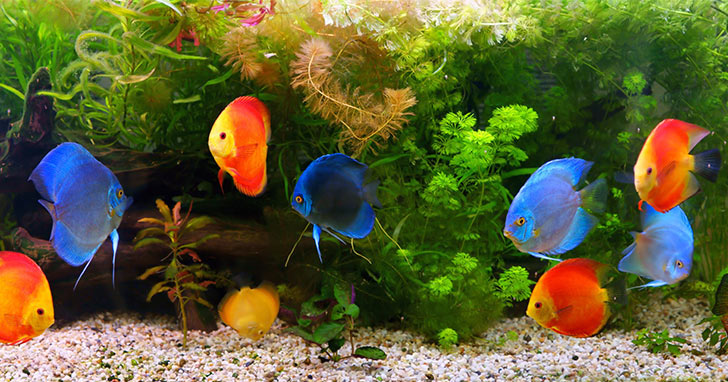 Aquarium Set-up: Freshwater Aquariums 