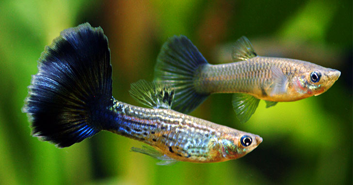 Understanding Aquarium Fish Nutrition: What to Feed Your Fish