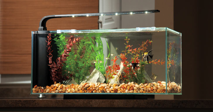 Upgrade your child's starter aquarium.