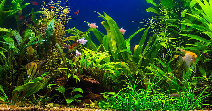 freshwater fish tank water