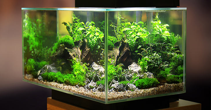 small planted fish tank