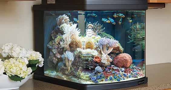 saltwater aquarium for beginners