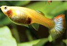 Zwangere Guppy